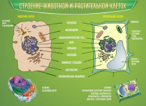 Стенд "Строение животной и растительной клеток" - «globural.ru» - Ступино