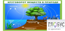 Стенд "Круговорот веществ" - «globural.ru» - Ступино