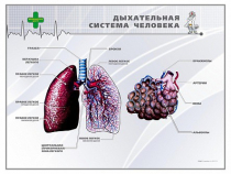Стенд "Дыхательная система человека" - «globural.ru» - Ступино