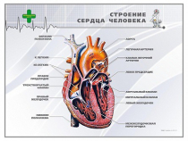 Стенд "Строение сердца человека" - «globural.ru» - Ступино