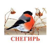 Карточки Домана "Птицы-1" - «globural.ru» - Ступино