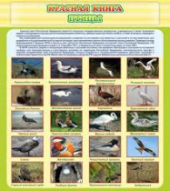 Стенд "Красная книга - птицы" - «globural.ru» - Ступино
