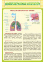 Стенд "Дыхательная система" - «globural.ru» - Ступино