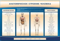 Электрифицированный стенд-тренажер c макетом скелета "Анатомическое строение человека" - «globural.ru» - Ступино