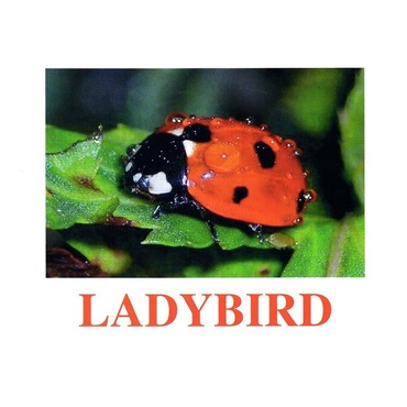 "Insects" ("Насекомые") английские карточки Домана - «globural.ru» - Ступино