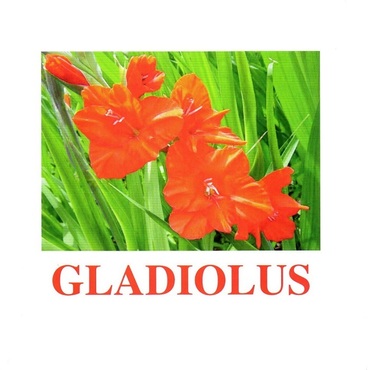 "Flowers-1" ("Цветы-1") английские карточки Домана - «globural.ru» - Ступино