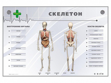 Электрифицированный стенд-тренажер "Скелетон" - «globural.ru» - Ступино