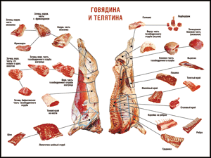 Правила разделки мясных туш "Говядина и телятина" 1000*1400 винил - «globural.ru» - Ступино
