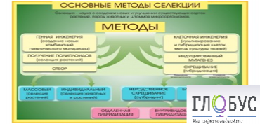 Стенд "Методы селекции и биотехнологии" - «globural.ru» - Ступино
