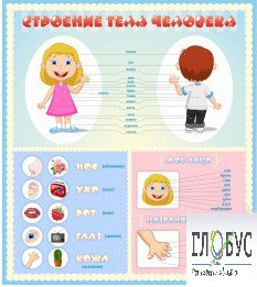 Стенд "Строение человека" для детей - «globural.ru» - Ступино