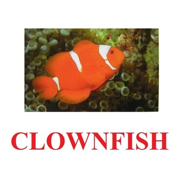 "Fish" ("Рыбы") английские карточки Домана - «globural.ru» - Ступино