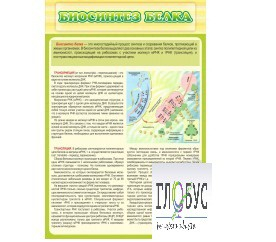 Стенд "Биосинтез белка" - «globural.ru» - Ступино
